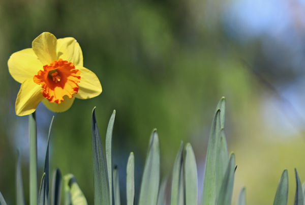 hayley maxwell j03 l7Yc1uc daffodil flower