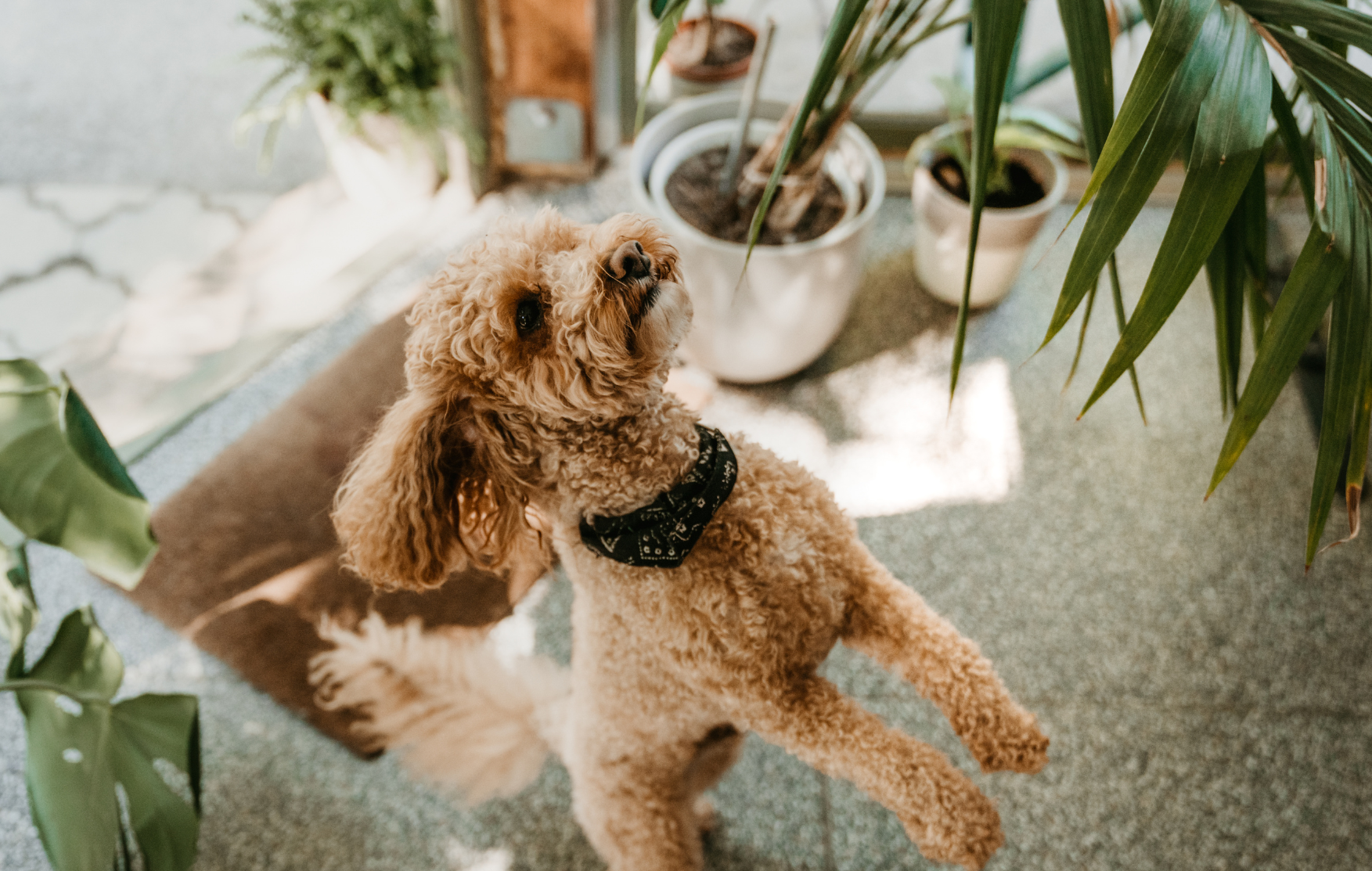 5 Helpful Suggestions for Homebuyers With Pets
